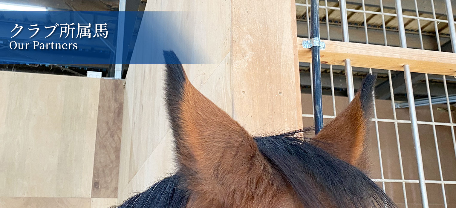 クラブ所属馬